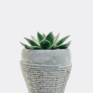 Home plant5 free img
